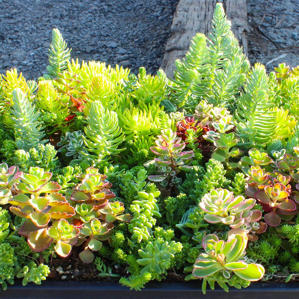 Outdoor Plants The Home Depot